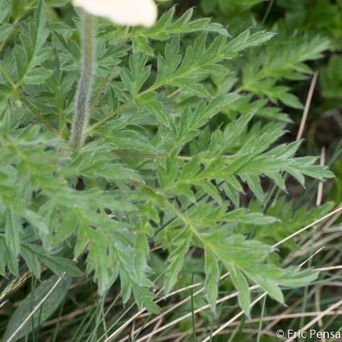 Anémone soufrée - Pulsatilla alpina subsp. apiifolia