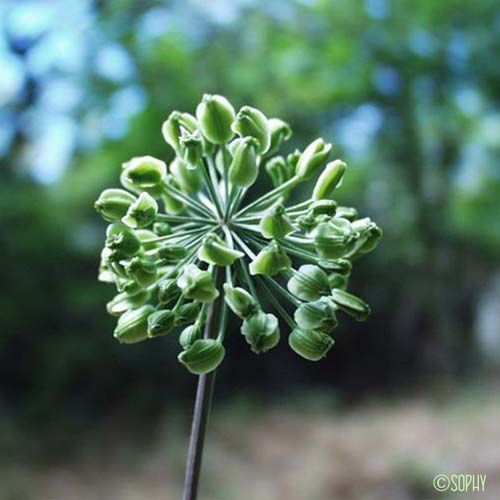 Angélique des bois - Angelica sylvestris subsp. sylvestris