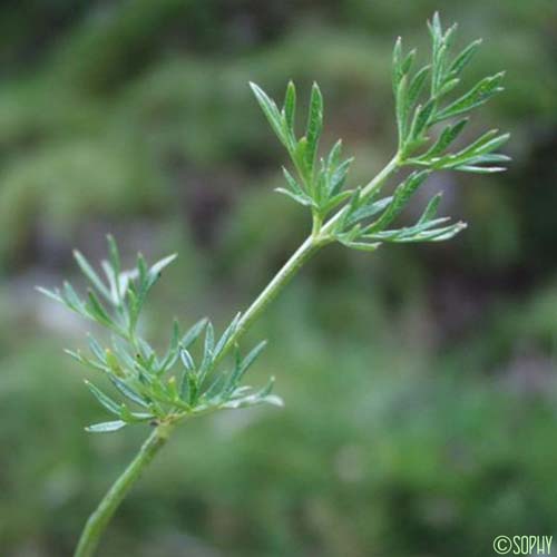 Angélique des Pyrénées - Epikeros pyrenaeus