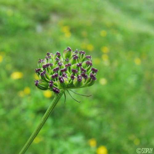 Angélique des Pyrénées - Epikeros pyrenaeus