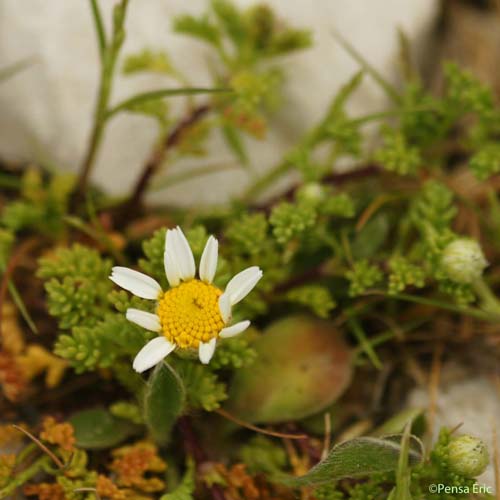 Anthémis à rameaux tournés d'un même côté - Anthemis secundiramea