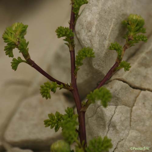 Anthémis à rameaux tournés d'un même côté - Anthemis secundiramea