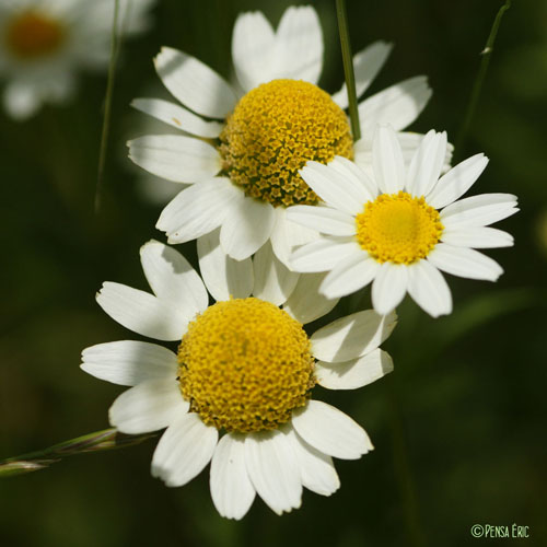 Anthémis des champs - Anthemis arvensis subsp. arvensis