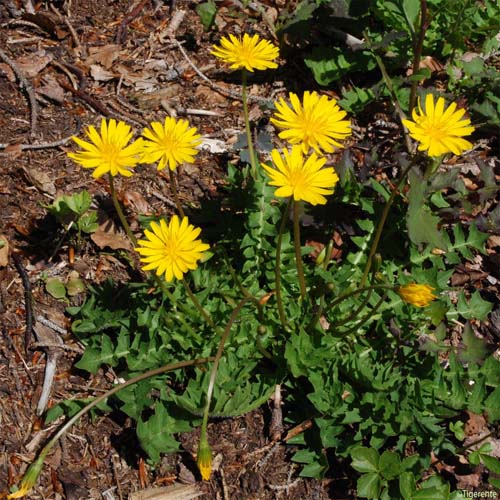 Aposéris fétide - Aposeris foetida