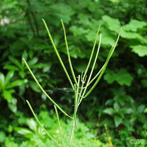 Arabette à feuilles de Chou - Fourraea alpina