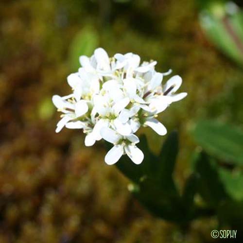 Arabette à feuilles de Pâquerette - Arabis soyeri subsp. subcoriacea