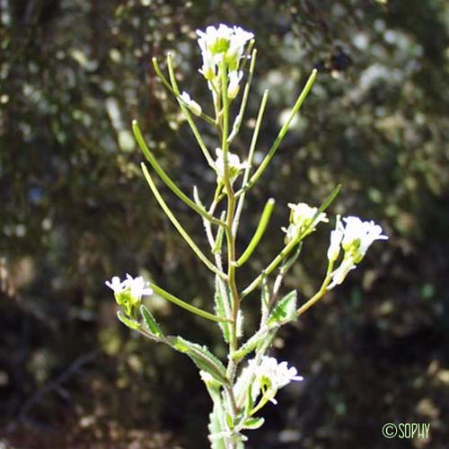 Arabette à oreillettes - Arabis auriculata