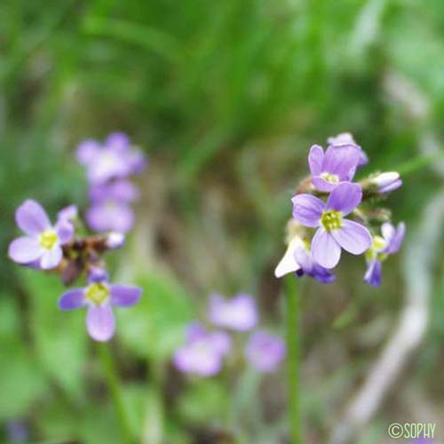 Arabette de printemps - Arabis verna