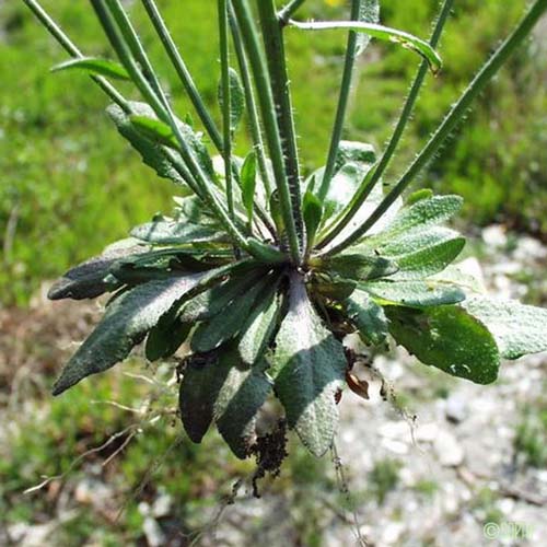 Arabette de Thalius - Arabidopsis thaliana