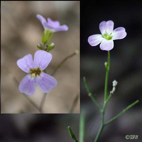 Arabette des sables - Arabidopsis arenosa subsp. arenosa