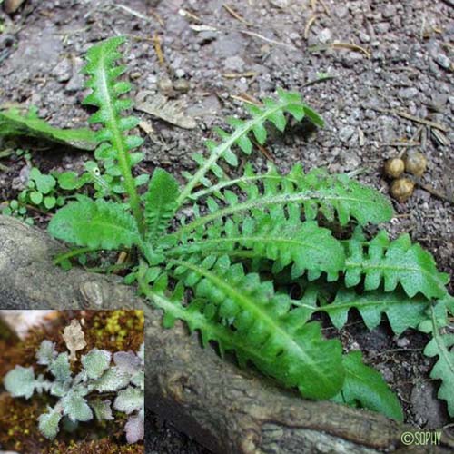 Arabette des sables - Arabidopsis arenosa subsp. arenosa