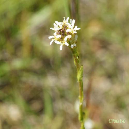 Arabette hérissée - Arabis hirsuta