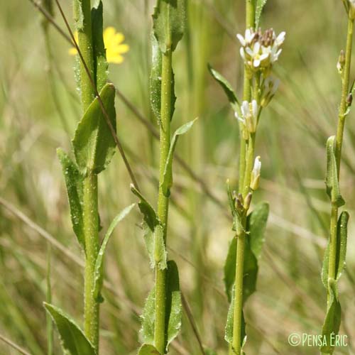 Arabette hérissée - Arabis hirsuta