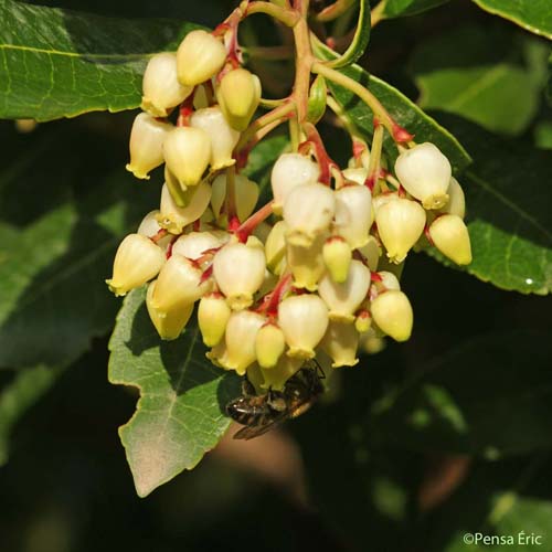 Arbousier - Arbutus unedo