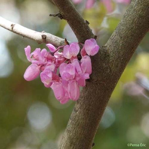 Arbre de Judée - Cercis siliquastrum