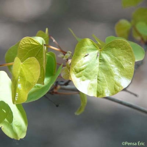 Arbre de Judée - Cercis siliquastrum