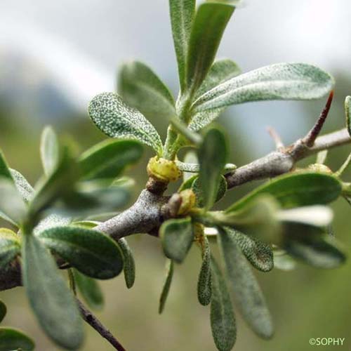 Argousier - Hippophae rhamnoides subsp. rhamnoides