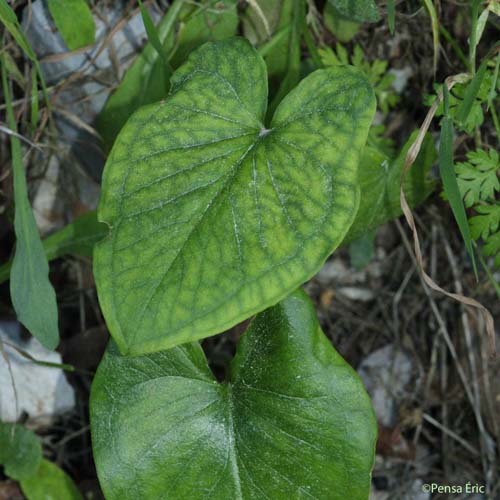 Capuchon de moine - Arisarum vulgare