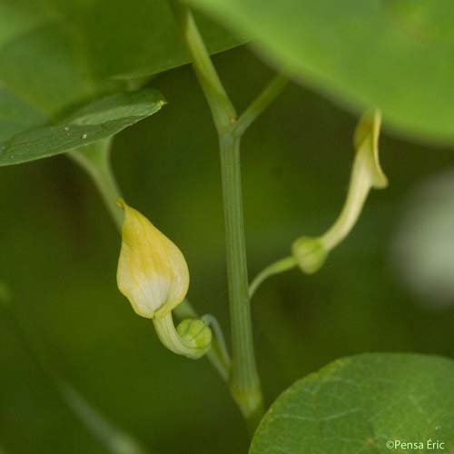 Aristoloche clématite - Aristolochia clematitis