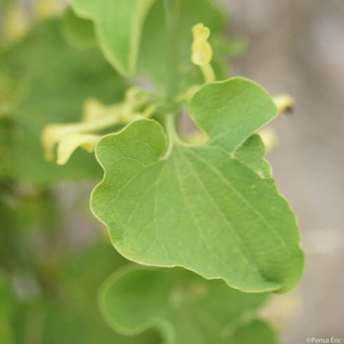 Aristoloche clématite - Aristolochia clematitis