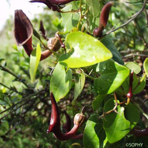 Aristoloche élevée - Aristolochia altissima