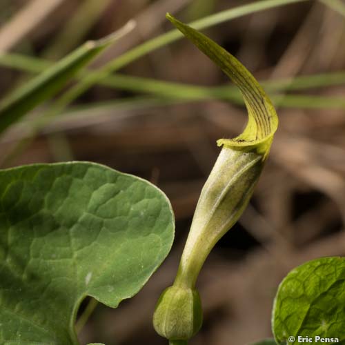 Aristoloche pâle - Aristolochia pallida