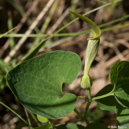 Aristoloche pâle - Aristolochia pallida