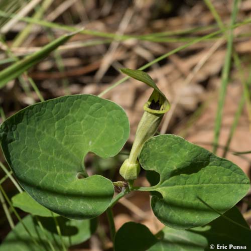 Aristoloche pâle - Aristolochia pallida