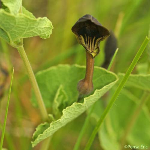 Aristoloche pistoloche - Aristolochia pistolochia