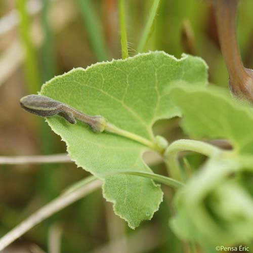 Aristoloche pistoloche - Aristolochia pistolochia