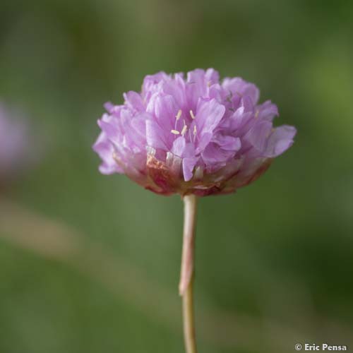 Arméria des Alpes - Armeria alpina