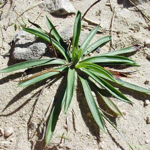 Arméria des sables - Armeria arenaria subsp. arenaria