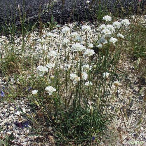 Arméria faux Buplèvre - Armeria arenaria subsp. bupleuroides