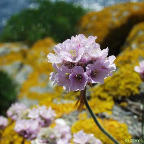 Arméria maritime - Armeria maritima