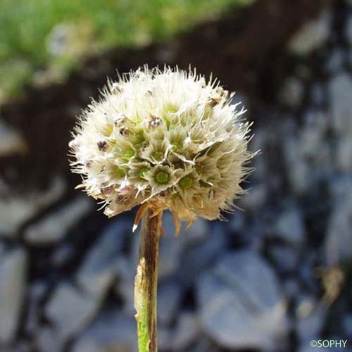 Arméria maritime - Armeria maritima