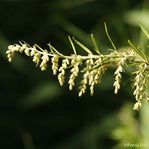 Armoise des frères Verlot - Artemisia verlotiorum