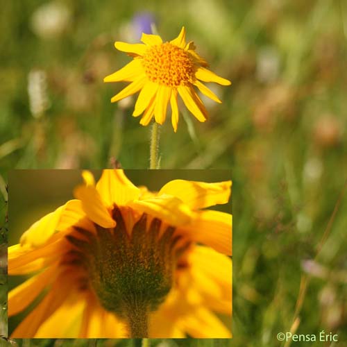 Arnica - Arnica montana