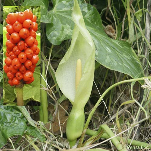 Arum d'Italie - Arum italicum