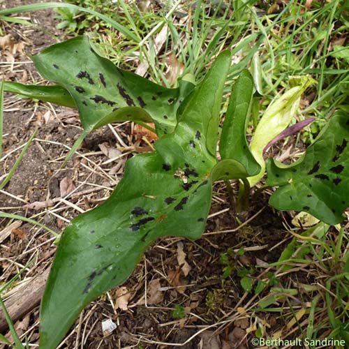 Arum tacheté - Arum maculatum