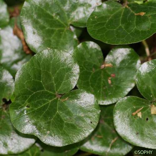 Asaret d'Europe - Asarum europaeum subsp. europaeum