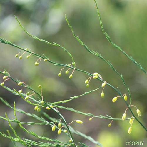 Asperge officinale - Asparagus officinalis