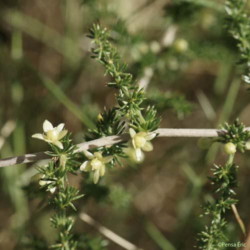 Asperge sauvage - Asparagus acutifolius