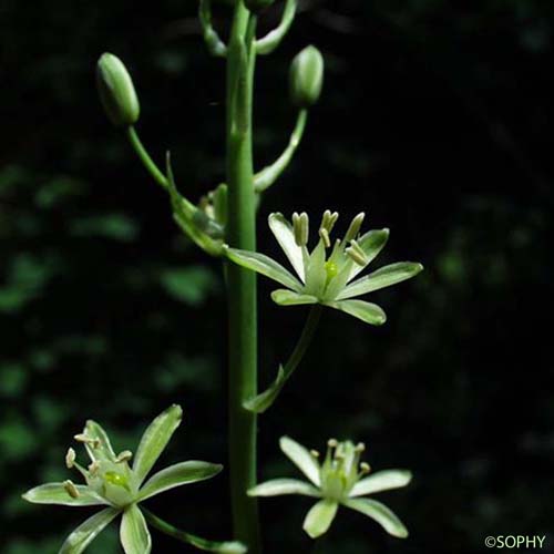 Aspergette - Loncomelos pyrenaicum subsp. pyrenaicum
