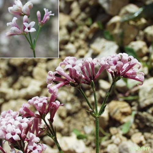 Aspérule à l'esquinancie - Asperula cynanchica