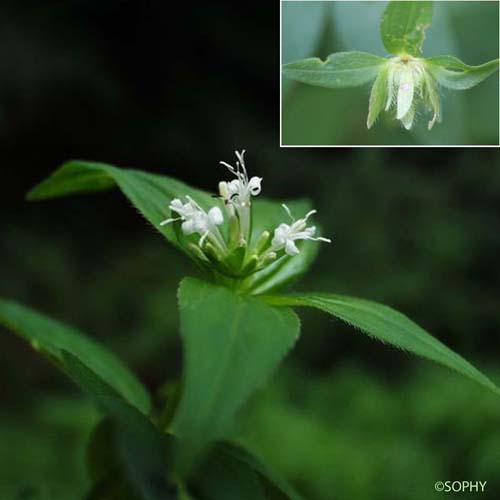 Aspérule de Turin - Asperula taurina subsp. taurina