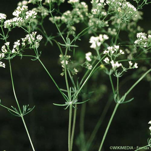 Aspérule glauque - Galium glaucum