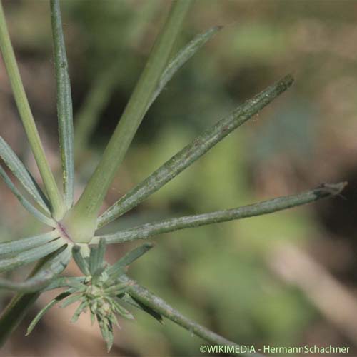 Aspérule glauque - Galium glaucum