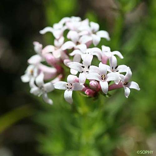 Aspérule hérissée - Asperula hirta