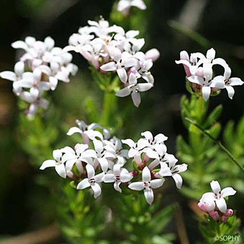 Aspérule hérissée - Asperula hirta