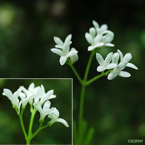 Aspérule odorante - Galium odoratum